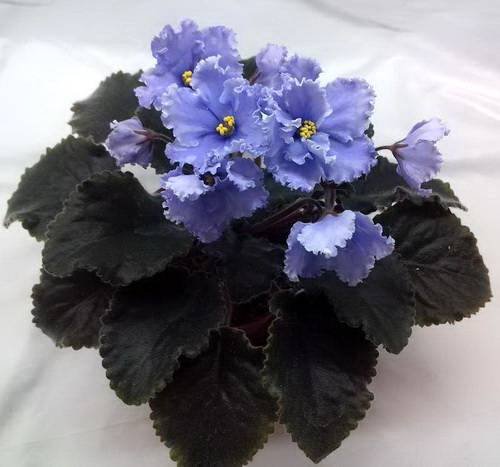 ЭльфийскийСад5